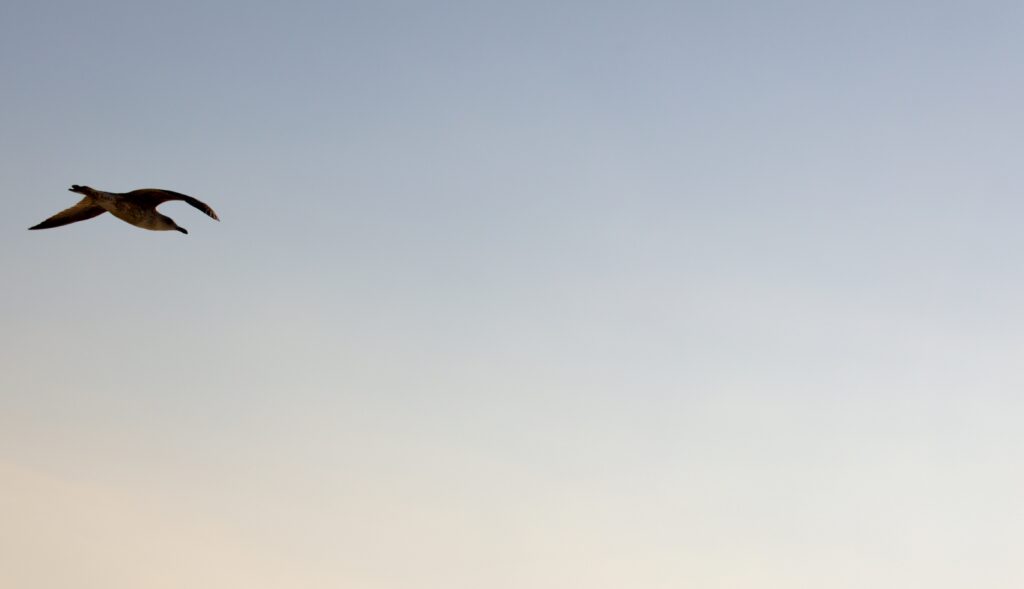 Ave en vuelo recortada contra el cielo.